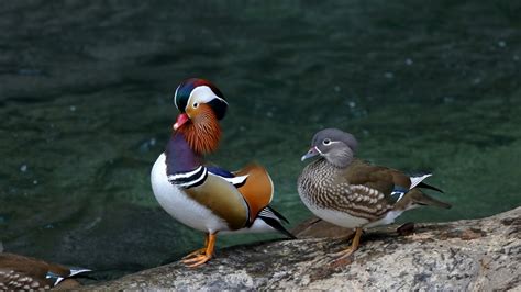 鴛鴦夫妻|オシドリ：おしどり夫婦の真実？｜野鳥写真図 